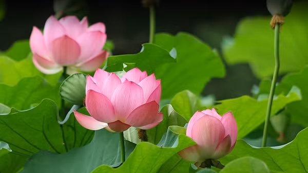 Hoa báo Đông ảnh 3