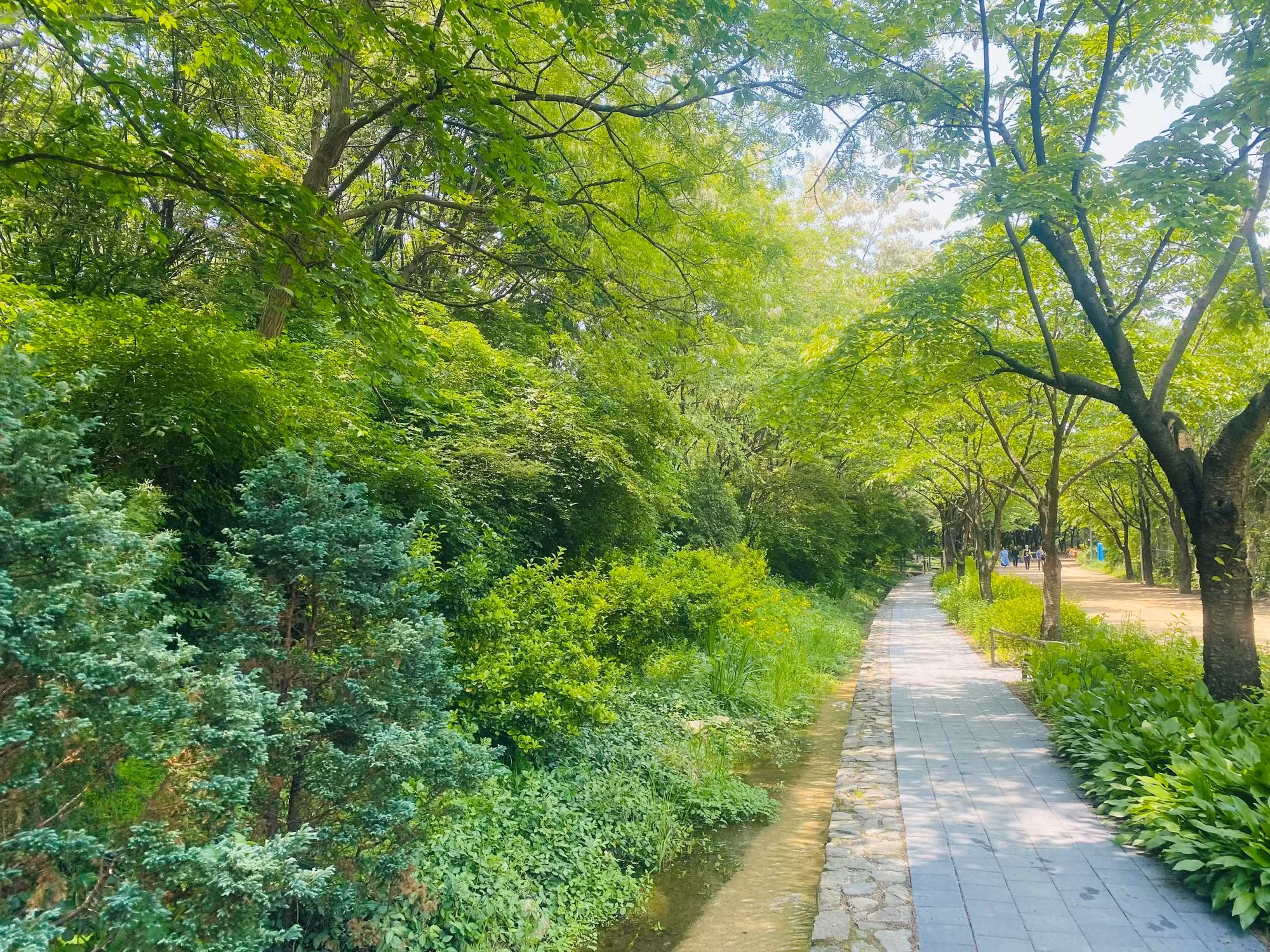 Seoul mùa xanh lá -0