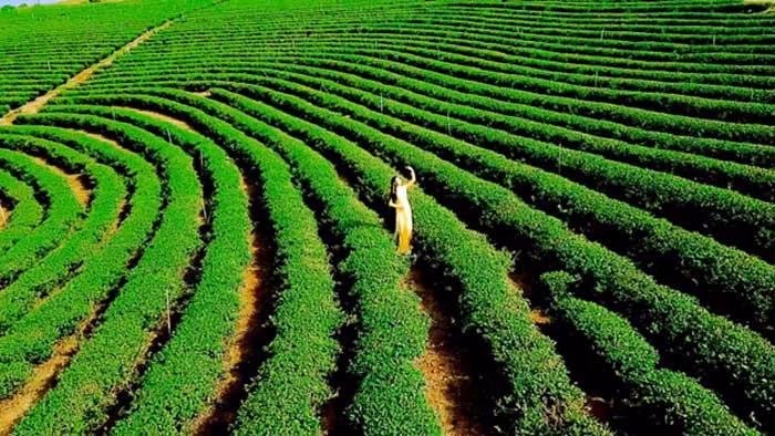 Tea Connect - một “khái niệm, phương thức” mới trong công tác đối ngoại -0