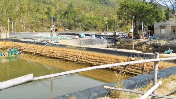“Phá rào” đào ao nuôi tôm tự phát do địa phương quản lý lỏng lẻo
