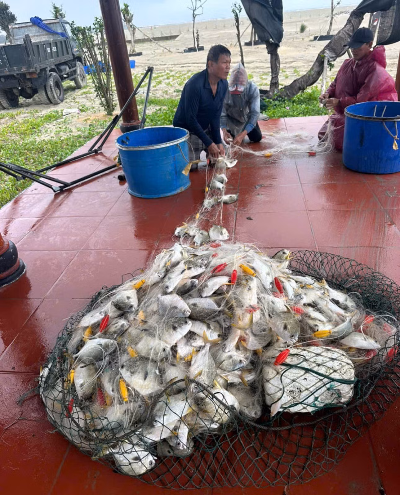 Đà Nẵng: Bờ đắp tạm sóng đánh vỡ, hàng tấn cá lồng bè bị cuốn trôi ra biển -3
