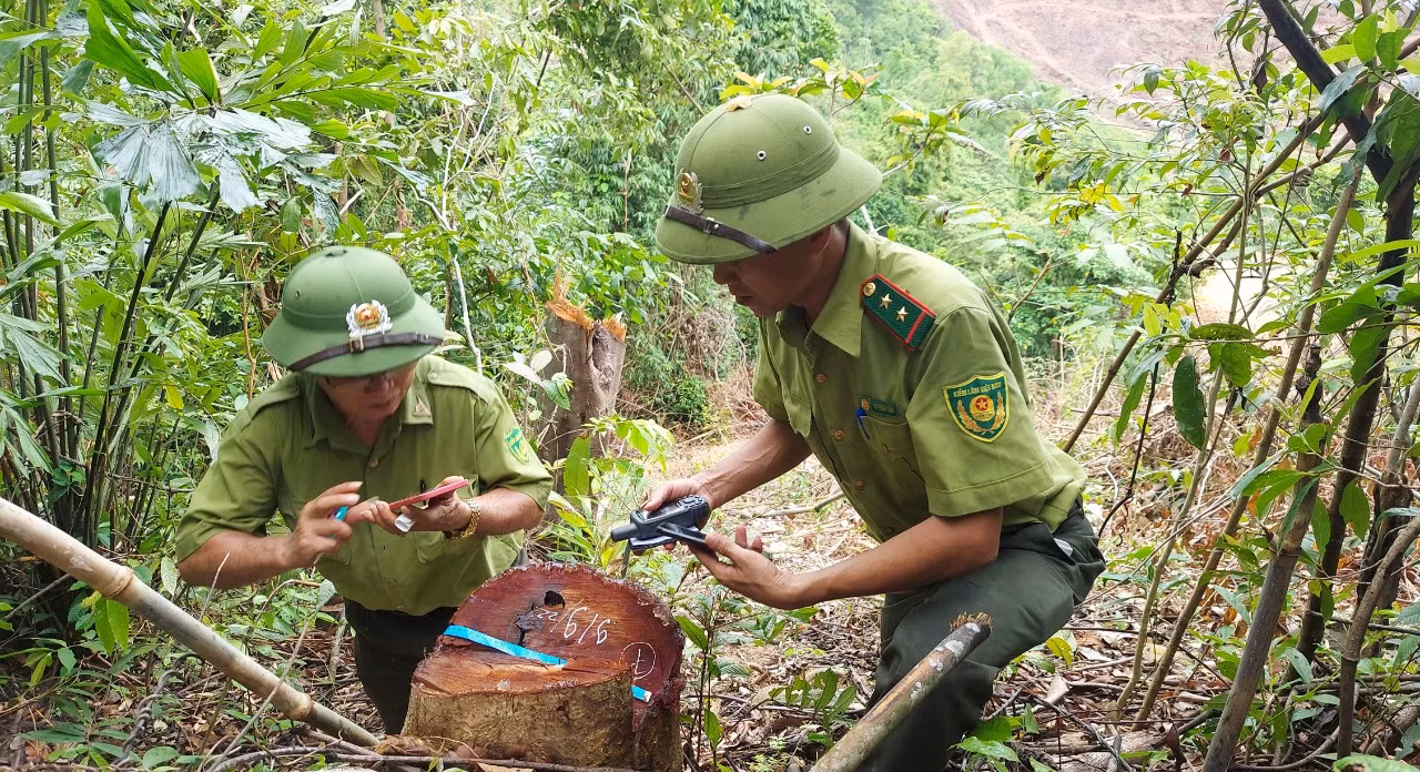 Phát hiện phá rừng do Công ty Đường 9 quản lý -0