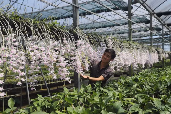 Lan rừng “cháy hàng” ngày cận Tết -0