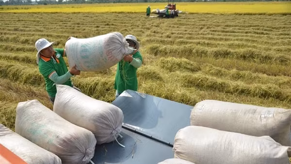 Thay đổi chiến lược phát triển ngành gạo Việt Nam