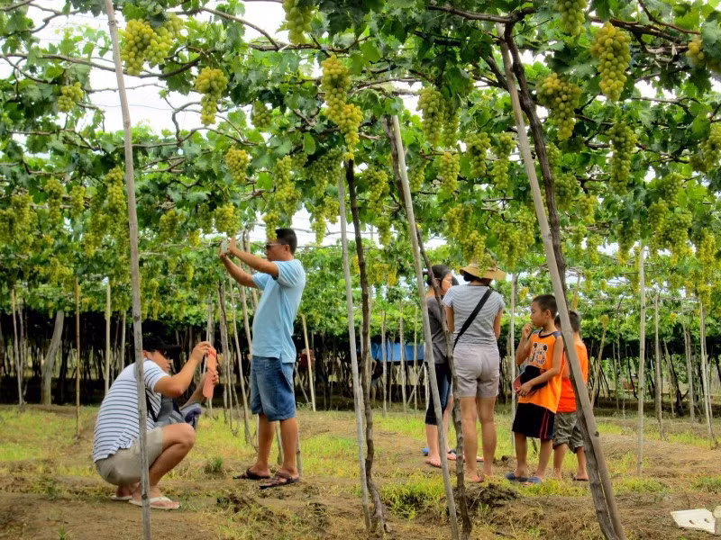 Hàng ngàn du khách đến với Lễ hội Nho - Vang Ninh Thuận -0