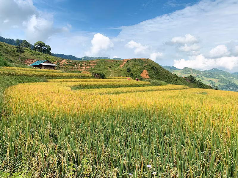 “Bức tranh” Sơn La ngày mùa -0