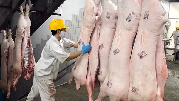 Giá thịt lợn chưa có dấu hiệu hồi phục: Doanh nghiệp và người chăn nuôi cùng "gánh lỗ"