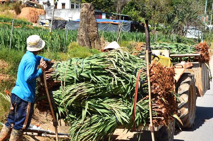 Cận Tết, hoa Đà Lạt “lao dốc”, nhà vườn lỗ nặng -0