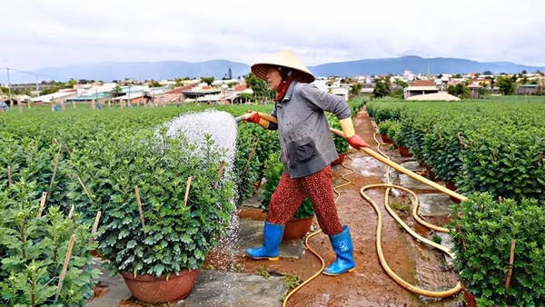 Cảnh báo thủ đoạn lừa đảo từ mua bán rau, hoa dịp Tết