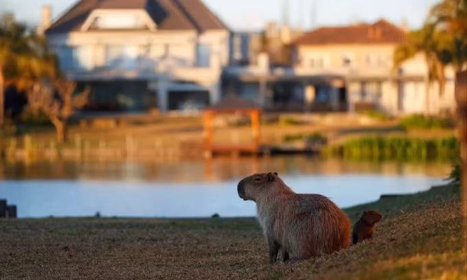 Triệt sản chuột capybara vì “tội” gây gổ -0