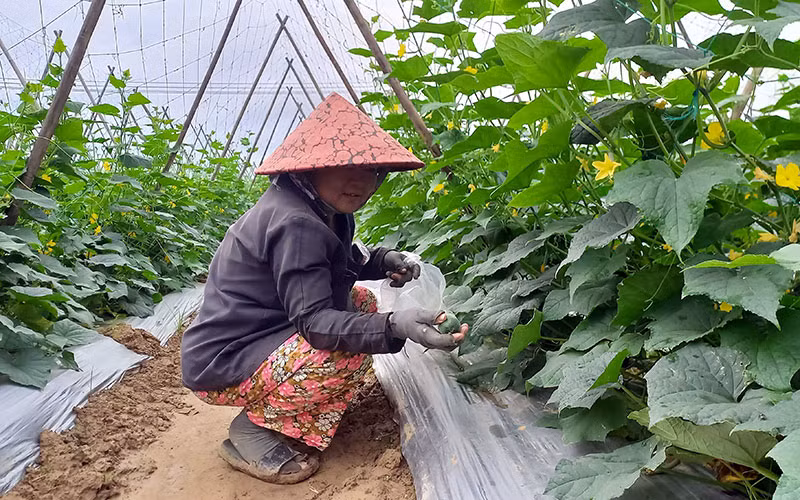 nong-dan-2-ngoc-thi.jpg -0