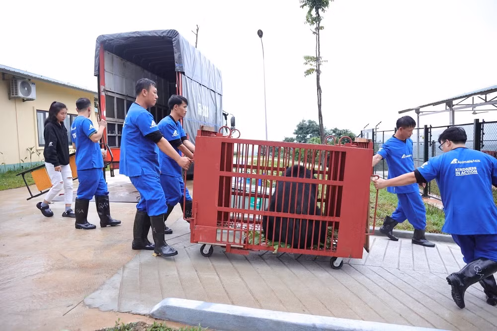Cá thể gấu nuôi nhốt cuối cùng ở Hải Dương được bàn giao cho Trung tâm Cứu hộ Gấu