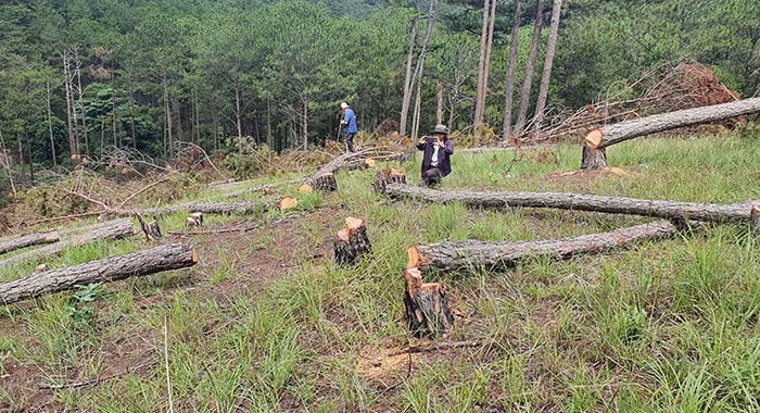 Gian nan cuộc chiến bảo vệ rừng ở Tây Nguyên -0