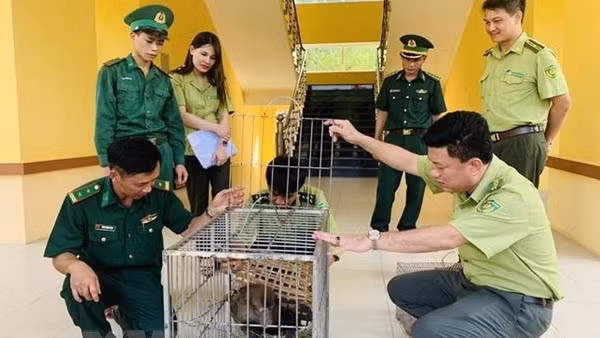 Bàn giao 2 cá thể quý hiếm cho vườn Quốc gia Vũ Quang, Hà Tĩnh