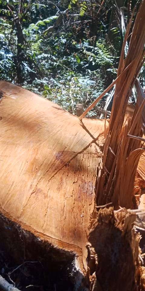 Rừng Khu bảo tồn thiên nhiên Bắc Hướng Hoá bị tàn sát trên diện rộng -1