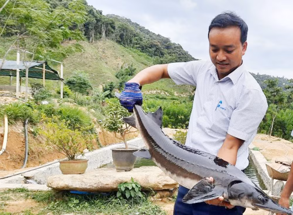 Chàng trai người Pa Cô với mô hình nuôi cá tầm đầu tiên ở miền núi A Lưới -0