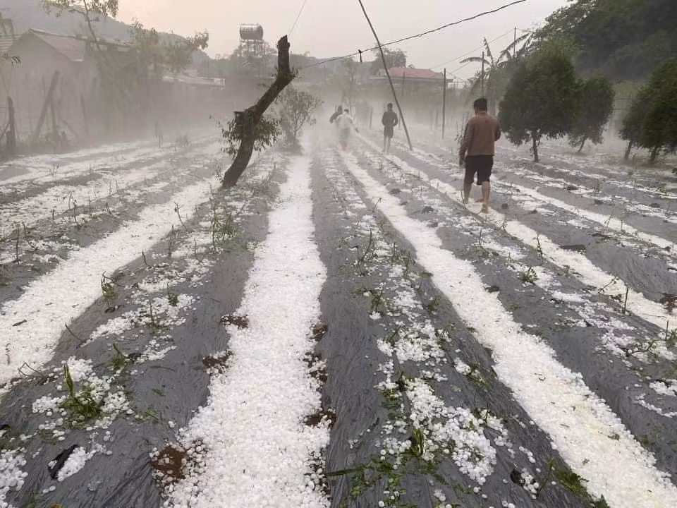 Mưa đá trắng trời gây hại hàng nghìn ha hoa màu của nhân dân -0