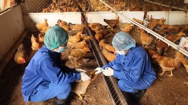 Phát hiện cúm A (H5) trên người sau 8 năm không ghi nhận