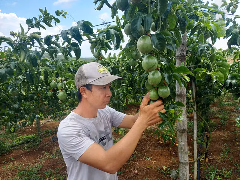 Agribank Sông Hinh góp phần&nbsp;xây dựng những vườn cây trái trĩu quả -0