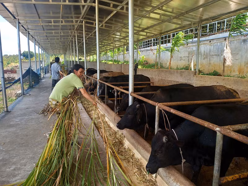 Agribank Sông Hinh góp phần&nbsp;xây dựng những vườn cây trái trĩu quả -0