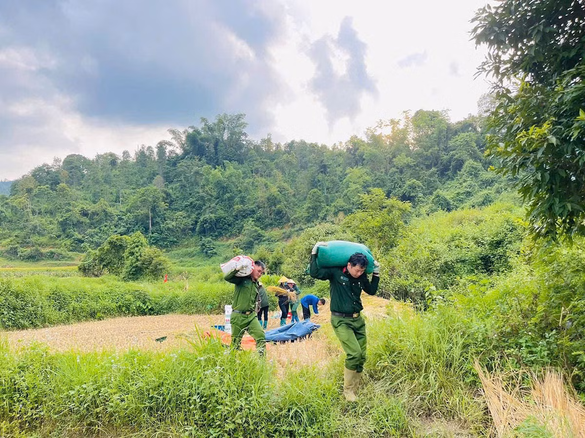 Lạng Sơn: Công an xã Tân Văn phối hợp hỗ trợ người dân thu hoạch&nbsp;lúa mùa vụ -2