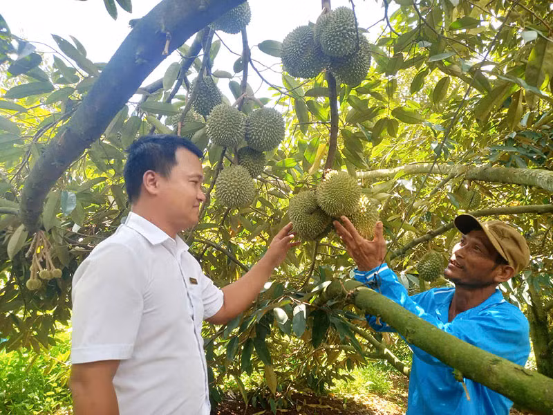 Agribank Sông Hinh góp phần&nbsp;xây dựng những vườn cây trái trĩu quả -0
