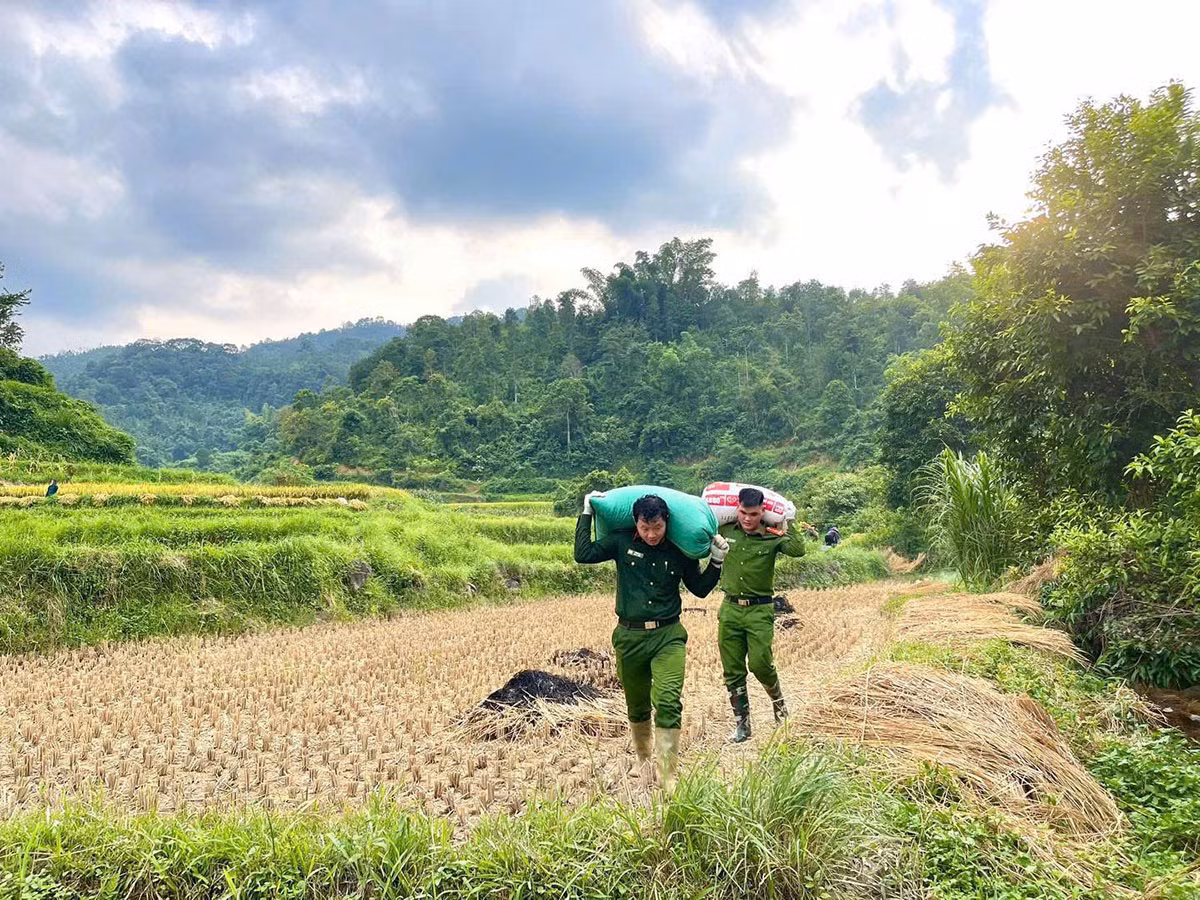 Lạng Sơn: Công an xã Tân Văn phối hợp hỗ trợ người dân thu hoạch&nbsp;lúa mùa vụ -3