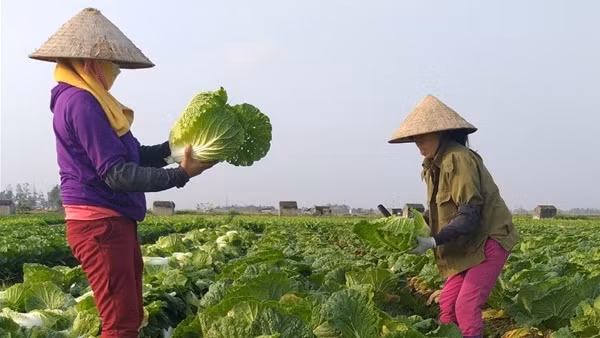 Vì sao nông dân điêu đứng với VietGAP?