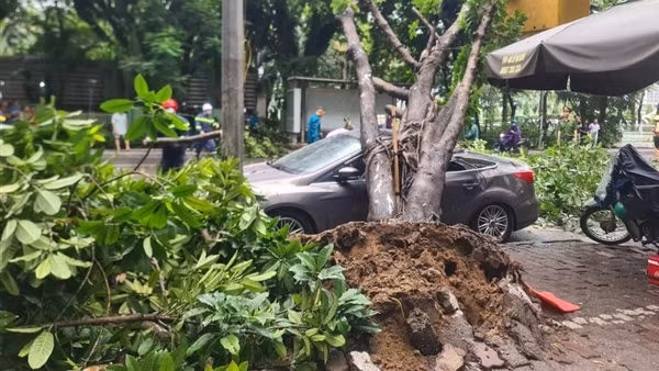 Cây đa bật gốc trong mưa đè ô tô con sập nóc