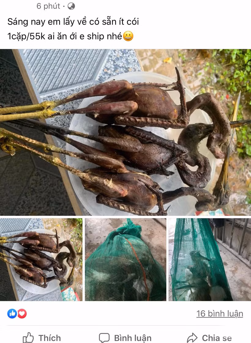 Chim trời vẫn bán công khai tại nhiều địa phương ở Hà Tĩnh -0
