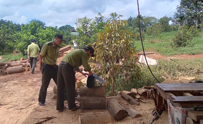 Xác minh nguồn gốc 76 lóng gỗ được tập kết ở vùng biên -2