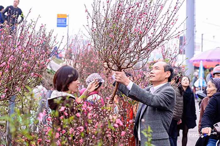 ngày tết ai cũng muốn chọn mọt cành đào thắm thật đẹp để đónn xuân.jpg -0