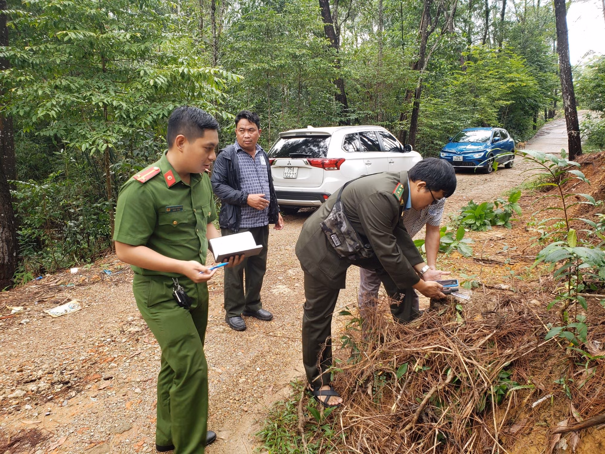 Khẩn trương điều tra làm rõ vụ nhiều cây thông ở Huế bị đốn hạ trơ gốc -0