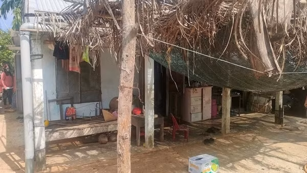 Cháu bé tử vong thương tâm do bị trâu giẫm đạp