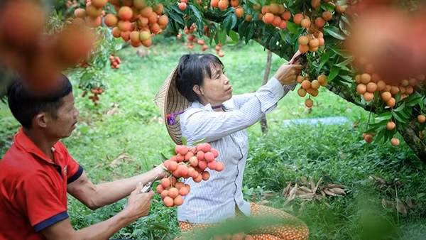 Xuất khẩu nông sản mùa vụ: Làm gì để tránh tình trạng “được mùa mất giá”?