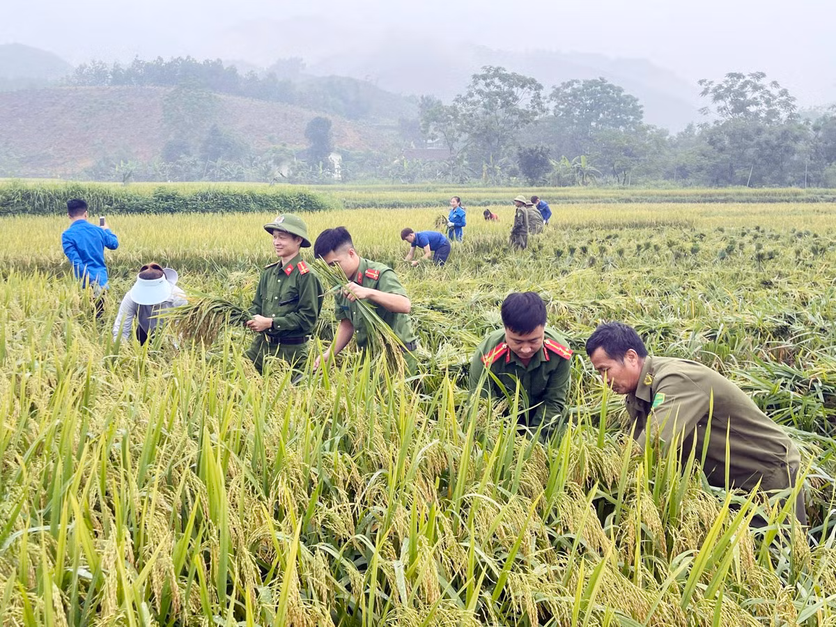 Xuống đồng thu hoạch mùa vàng cùng nhân dân -1