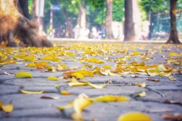 Hà Nội mùa thu, nơi thướt tha màu nhớ -0
