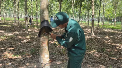Cao su Tân Biên với những hoạt động thiết thực ở địa bàn biên giới