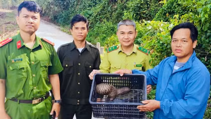 Đà Nẵng: Giải cứu và thả cá thể tê tê về môi trường tự nhiên