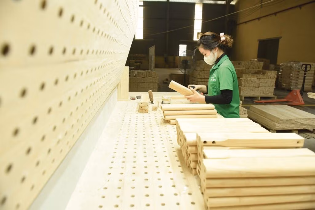 Sản xuất gỗ công nghiệp từ cây cao su hết tuổi khai thác.