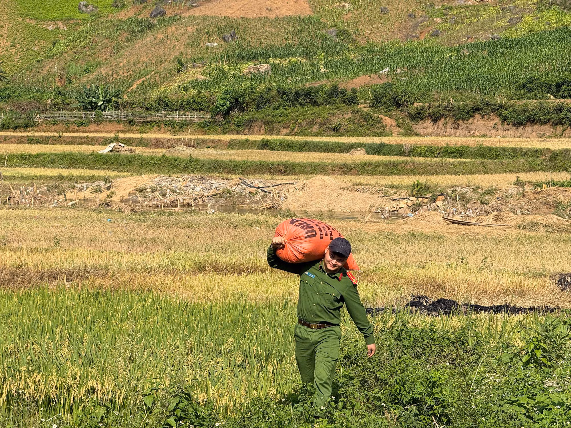 Cùng nhân dân vùng cao thu hoạch “mùa vàng” ảnh 2