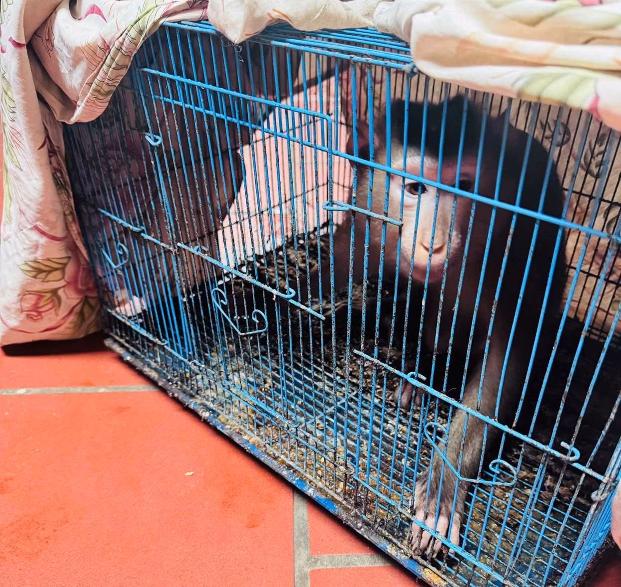 Cá thể khỉ bị nuôi nhốt