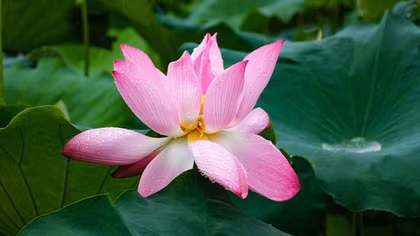 BÀI CA THÁNG BẢY
