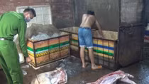 Gần 1 tấn thịt lợn bệnh, lợn chết chuẩn bị đưa đi tiêu thụ