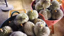 Khiếp đảm với công nghệ ủ sầu riêng bằng...phân 