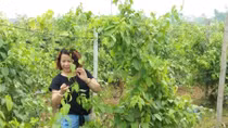 Nghiên cứu trồng cây sachi ở Việt Nam để tạo ra nhiều sản phẩm dinh dưỡng độc đáo