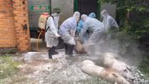 Các tỉnh Tây Nguyên triển khai nhiều biện pháp phòng, chống dịch tả lợn