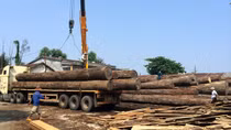 Gỗ rơi đè trúng người, lái xe tử vong