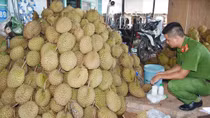 Hàng tấn sầu riêng bị dùng hóa chất ép chín 