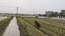 Bao giờ giải được bài toán thực phẩm sạch?